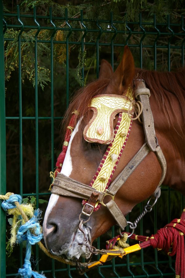 Les chevaux marocains: Les Chevaux Marocains 098